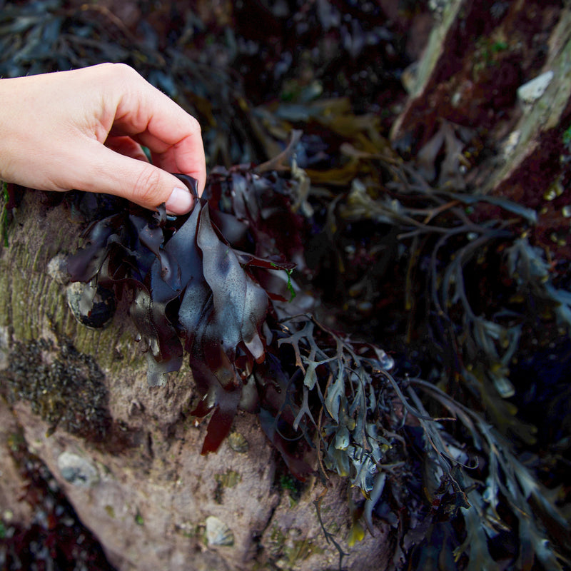 Load image into Gallery viewer, Sea Bacon (Dried Dulse)

