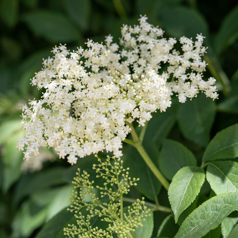 Load image into Gallery viewer, Black Elderberry - Dried Flowers and Stems - 20g
