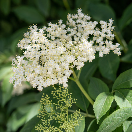 Black Elderberry - Dried Flowers and Stems - 20g