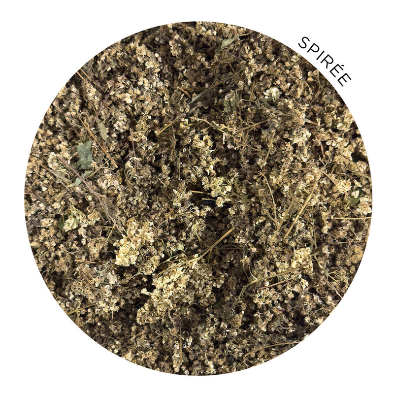 Load image into Gallery viewer, Dried spirea (Woodsman&#39;s Tea)
