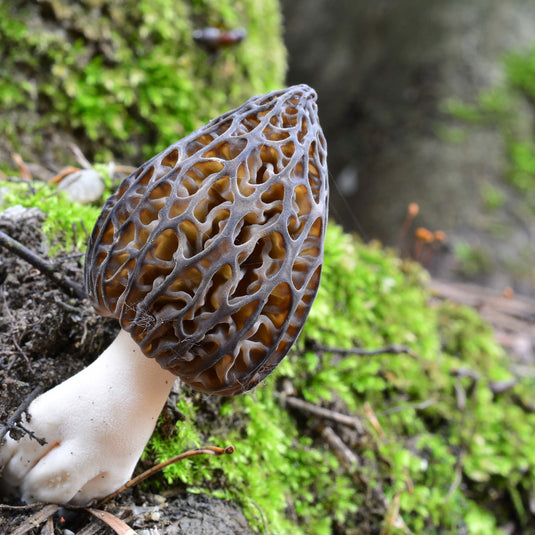 Morilles noires séchées 10g | Vrac